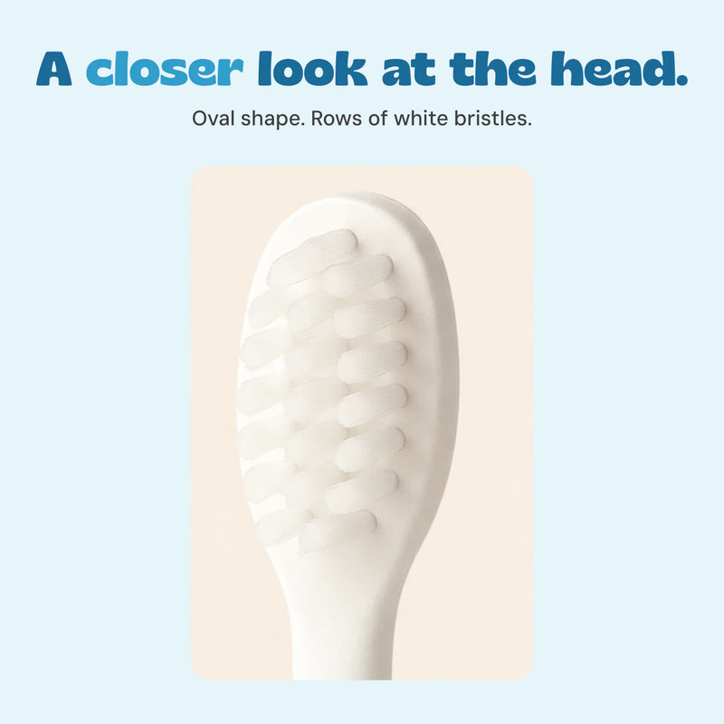 Close view of the actual oval brush head and its rows of short white bristles.